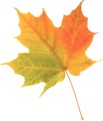 autumn-yellow-leaf