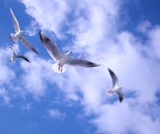 birds-sky