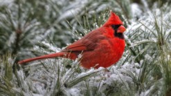 cardinal-bird-snow