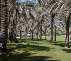 date-palm-trees