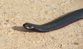 devil-snake