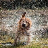 dog-shake-it-off