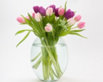 flowers-tulips