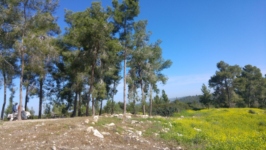 israel-hill