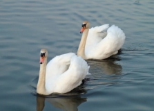lake-swans-two