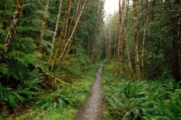 narrow-dirt-path-scary