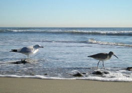 ocean-beach-birds