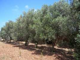 olive-trees