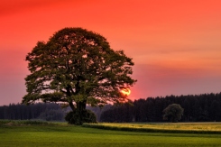 sunset-tree-2023