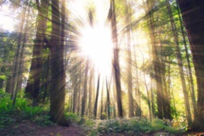 trees-clouds-rays