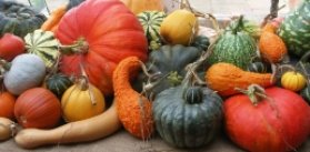 autumn-pumpkins