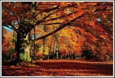 autumn-scene-road