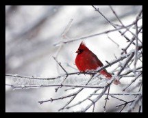 cardinal-snow-bird-2