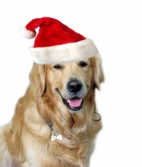 dog-christmas