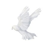 dove flying