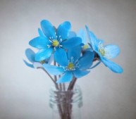 flowers-blue