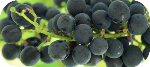 fruit-of-the-spirit