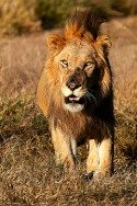 lion-small-pic