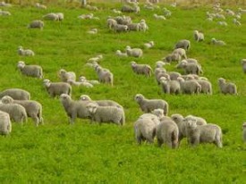 lots-of-sheep