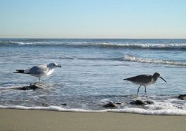 ocean-beach-birds