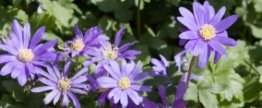 purple-flower-border