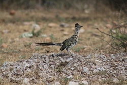 roadrunner-bird