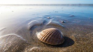 sea-shell-water-ocean