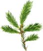 small-pine-border