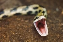 snake-devil-open-mouth