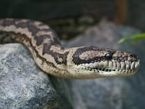 snake-evil-devil-2024
