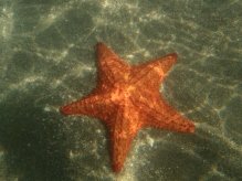 starfish