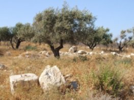 tree-near-bethlehem